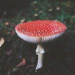 Pauze de inspirație 5